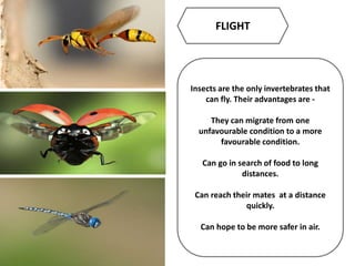 FLIGHT
Insects are the only invertebrates that
can fly. Their advantages are -
They can migrate from one
unfavourable condition to a more
favourable condition.
Can go in search of food to long
distances.
Can reach their mates at a distance
quickly.
Can hope to be more safer in air.
 