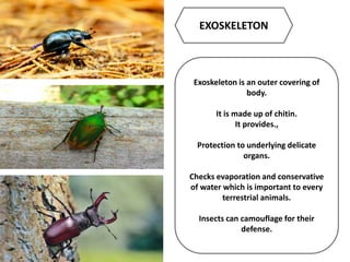 EXOSKELETON
Exoskeleton is an outer covering of
body.
It is made up of chitin.
It provides.,
Protection to underlying delicate
organs.
Checks evaporation and conservative
of water which is important to every
terrestrial animals.
Insects can camouflage for their
defense.
 