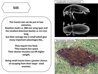 SIZE
The insects size can be put at two
extremes,
Brazilian moth i.e. 280 mm wing span and
the smallest American beetle i.e. 0.2 mm
long,
but their average size is small which give
many important advantages like.,
They require less food.
They require less space
Their shorter muscles can lift higher
weight,
Being small insects have a greater chance
of escaping from their larger sized
enemies.
Ascalapha odorata
scydosella musawasensis
 