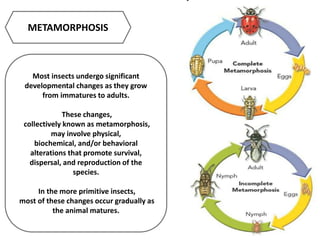 Most insects undergo significant
developmental changes as they grow
from immatures to adults.
These changes,
collectively known as metamorphosis,
may involve physical,
biochemical, and/or behavioral
alterations that promote survival,
dispersal, and reproduction of the
species.
In the more primitive insects,
most of these changes occur gradually as
the animal matures.
METAMORPHOSIS
 