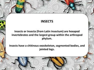 INSECTS
Insects or Insecta (from Latin insectum) are hexapod
invertebrates and the largest group within the arthropod
phylum.
Insects have a chitinous exoskeleton, segmented bodies, and
jointed legs.
 