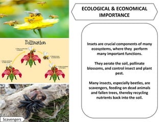 Insets are crucial components of many
ecosystems, where they perform
many important functions.
They aerate the soil, pollinate
blossoms, and control insect and plant
pest.
Many insects, especially beetles, are
scavengers, feeding on dead animals
and fallen trees, thereby recycling
nutrients back into the soil.
ECOLOGICAL & ECONOMICAL
IMPORTANCE
Scavengers
 