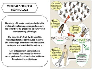 MEDICAL SCIENCE &
TECHNOLOGY
The study of insects, particularly their life
cycles, physiology, genetics, and ecology,
has contributed a great deal to our overall
understanding of biology.
The geneticist's fruit fly (Drosophila
melanogaster) has contributed much to
our knowledge of chromosome structure,
mutation, and sex-linked inheritance.
Law enforcement agencies have
discovered that insects and other
arthropods can furnish valuable evidence
for criminal investigations.
 