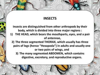 INSECTS
Insects are distinguished from other arthropods by their
body, which is divided into three major regions :
1) THE HEAD, which bears the mouthparts, eyes, and a pair
of antennae,
2) The three segmented THORAX, which usually has three
pairs of legs (hence “Hexapoda”) in adults and usually one
or two pairs of wings, and
3) The many segmented ABDOMEN, which contains
digestive, excretory, and reproductive organs.
 
