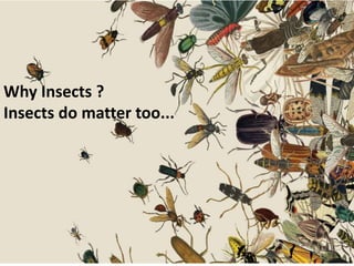 Why Insects ?
Insects do matter too...
 
