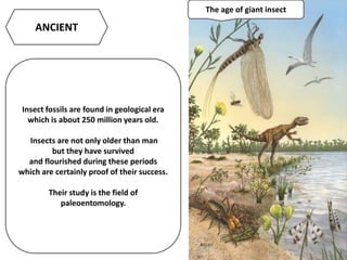 ANCIENT
Insect fossils are found in geological era
which is about 250 million years old.
Insects are not only older than man
but they have survived
and flourished during these periods
which are certainly proof of their success.
Their study is the field of
paleoentomology.
The age of giant insect
 