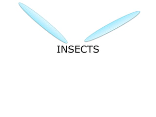 INSECTS
 