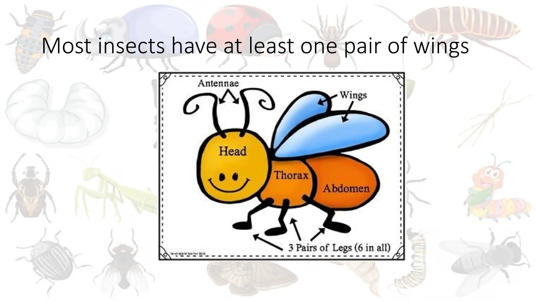 INSECTS PRIMARY SCHOOL SCIENCE POWERPOINT | PPTX
