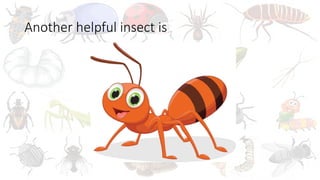INSECTS PRIMARY SCHOOL SCIENCE POWERPOINT | PPTX