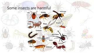 INSECTS PRIMARY SCHOOL SCIENCE POWERPOINT | PPTX