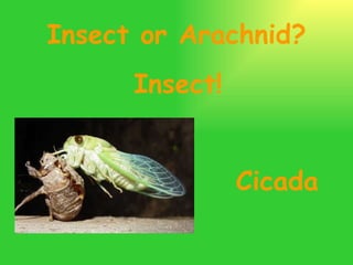 Insects And Arachnids | PPT