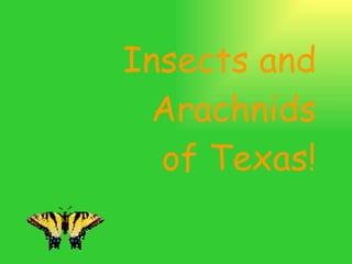 Insects and Arachnids of Texas! 