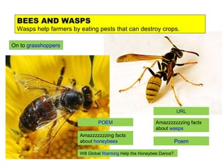 BEES AND WASPS Wasps help farmers by eating pests that can destroy crops. Amazzzzzzzing facts about  honeybees POEM   URL Amazzzzzzzing facts about  wasps Will Global  Warming  Help the Honeybee Dance?  Poem On to  grasshoppers 