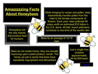 Honeybees are the only insects that produce food for humans. Bees fly an average of 13-15 mph. Amazzzzzing Facts About Honeybees Just a single hive contains approximately 40-45,000 bees! Bees do not create honey; they are actually improving upon a plant product, nectar. The honey we eat is nectar that bees have repeatedly regurgitated and dehydrated. While foraging for nectar and pollen, bees inadvertently transfer pollen from the male to the female components of flowers. Each year, bees pollinate 95 crops worth an estimated $10 billion in the U.S. alone. All told, insect pollinators contribute to one-third of the world's diet. BACK 