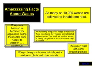 Wasps are believed to become very aggressive during the months from August to October. . .  . Watch out!! An interesting thing about wasps is that when these insects die, they release a smell (called a pheromone). This smell warns other wasps of lurking danger and is an indicator that help is needed.  Amazzzzzing Facts About Wasps The queen wasp is the only breeding female. Wasps, being omnivorous animals, eat a mixture of plants and other animals.  As many as 10,000 wasps are believed to inhabit one nest.  BACK 