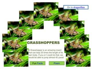 GRASSHOPPERS A Grasshopper is an amazing insect that can leap 20 times the length of its own body. If you or I could do that, we would be able to jump almost 40 yards! Fun  Facts Poem On to  dragonflies 