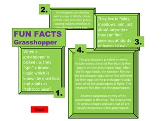 When a grasshopper is picked up, they "spit" a brown liquid which is known by most kids and adults as "tobacco juice". The grasshoppers greatest enemies include various kinds of flies that lay their eggs in or near grasshopper eggs. After the fly eggs hatch, the newborn flies eat the grasshopper eggs. Some flies will even lay their eggs on the grasshopper's body, even while the grasshopper is flying. The newborn flies then eat the grasshopper.  Another dangerous enemy of the grasshopper is the shoe. The shoe comes in various shapes and sizes, but all are equally dangerous to the grasshopper.  Grasshoppers can destroy entire crops of alfalfa, clover, cotton, corn and other grains, causing millions of dollars in crop damages every year.  They live in fields, meadows, and just about anywhere they can find  generous  amounts of leaves to eat.  4. 3. 2. 1. FUN FACTS Grasshopper Back 