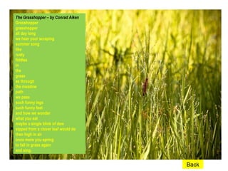 Placeolder The Grasshopper – by Conrad Aiken Grasshopper grasshopper all day long we hear your scraping summer song like rusty fiddles in the grass as through the meadow path we pass such funny legs such funny feet and how we wonder what you eat maybe a single blink of dew sipped from a clover leaf would do then high in air once more you spring to fall in grass again and sing. Back 