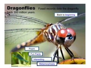Dragonflies  Fossil records date the dragonfly back 300 million years.  Fun  Facts Interesting  . . . .  Poem Back to  beginning Metamorphosis 