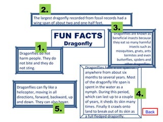 Dragonflies do not harm people. They do not bite and they do not sting. Dragonflies have a life span of anywhere from about six months to several years. Most of the dragonfly life span is spent in the water as a nymph. During this period, which can last up to a couple of years, it sheds its skin many times. Finally it crawls onto land to break out of its skin as a full fledged dragonfly. The largest dragonfly recorded from fossil records had a wing span of about two and one-half feet. Dragonflies are known as beneficial insects because they eat so many harmful insects such as mosquitoes, gnats, ants termites and even butterflies, spiders and other dragonflies. 4. 3. 2. 1. FUN FACTS  Dragonfly Dragonflies can fly like a helicopter, moving in all directions, forward, backward, up and down. They can also hover. 5. Back 
