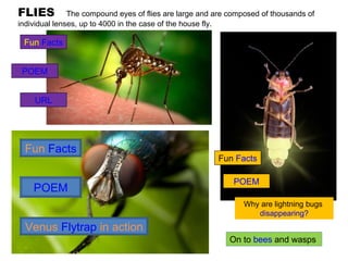 FLIES  The compound eyes of flies are large and are composed of thousands of individual lenses, up to 4000 in the case of the house fly. URL POEM Fun  Facts POEM Fun  Facts On to  bees  and wasps  Why are lightning bugs  disappearing? Fun  Facts Venus  Flytrap  in action POEM 