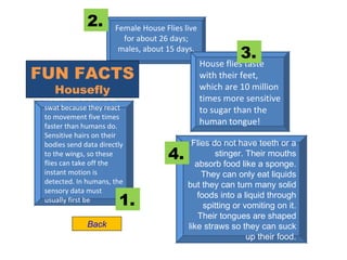 House Flies are hard to swat because they react to movement five times faster than humans do. Sensitive hairs on their bodies send data directly to the wings, so these flies can take off the instant motion is detected. In humans, the sensory data must usually first be processed by the brain.  Flies do not have teeth or a stinger. Their mouths absorb food like a sponge. They can only eat liquids but they can turn many solid foods into a liquid through spitting or vomiting on it. Their tongues are shaped like straws so they can suck up their food. Female House Flies live for about 26 days; males, about 15 days. House flies taste with their feet, which are 10 million times more sensitive to sugar than the human tongue!  4. 3. 2. 1. FUN FACTS  Housefly Back 
