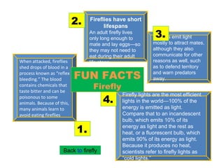 When attacked, fireflies shed drops of blood in a process known as “reflex bleeding.” The blood contains chemicals that taste bitter and can be poisonous to some animals. Because of this, many animals learn to avoid eating fireflies Firefly lights are the most efficient lights in the world—100% of the energy is emitted as light. Compare that to an incandescent bulb, which emits 10% of its energy as light and the rest as heat, or a fluorescent bulb, which emits 90% of its energy as light. Because it produces no heat, scientists refer to firefly lights as “cold lights.” Fireflies have short lifespans An adult firefly lives only long enough to mate and lay eggs—so they may not need to eat during their adult life stage. Fireflies emit light mostly to attract mates, although they also communicate for other reasons as well, such as to defend territory and warn predators away. 4. 3. 2. 1. FUN FACTS Firefly Back  to  firefly 