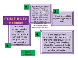 It’s the saliva (spit) that thins a person’s blood so the female mosquito can drink it. In fact, it's the mosquito's saliva that makes the bites itch In one large group of mosquitoes, the mouthparts of the female are long, adapted for piercing and for sucking blood. The male, which feeds on nectar and water, has very simple mouthparts.  If you think you've been bitten by a mosquito, wash the bite with soap and water. Put on some calamine lotion to help stop the itching, or an adult can find an anti-itch cream at the drugstore for you. Placing an ice pack on the bite may also help. Female mosquitoes lay their eggs only in water. 4. 3. 2. 1. FUN FACTS Mosquito Back  to  mosquito 