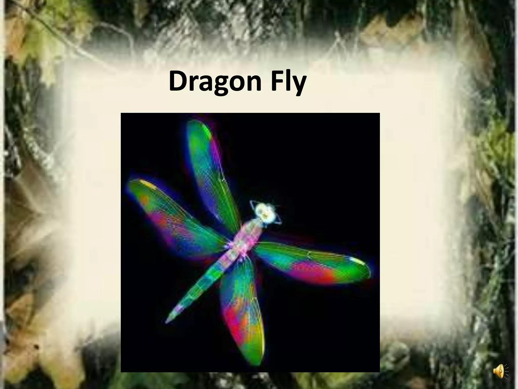 Dragon Fly