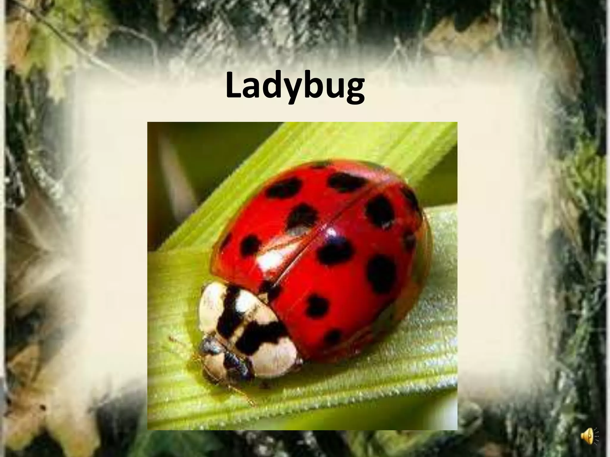 Ladybug
