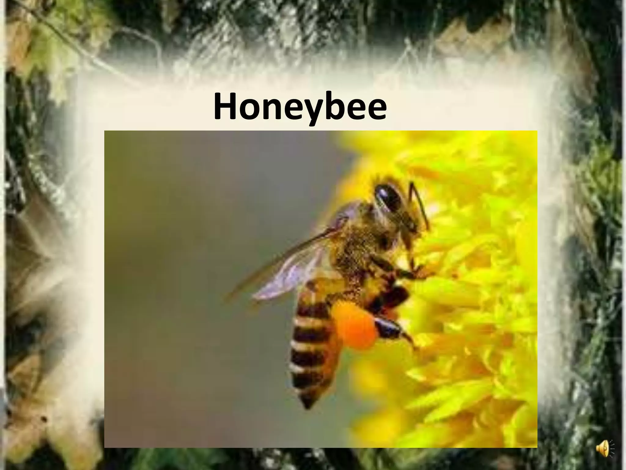 Honeybee