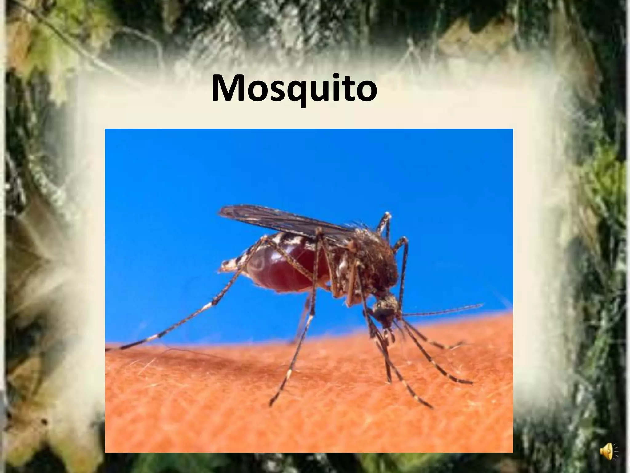 Mosquito