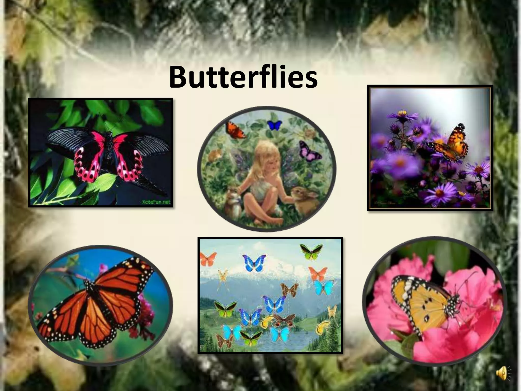 Butterflies