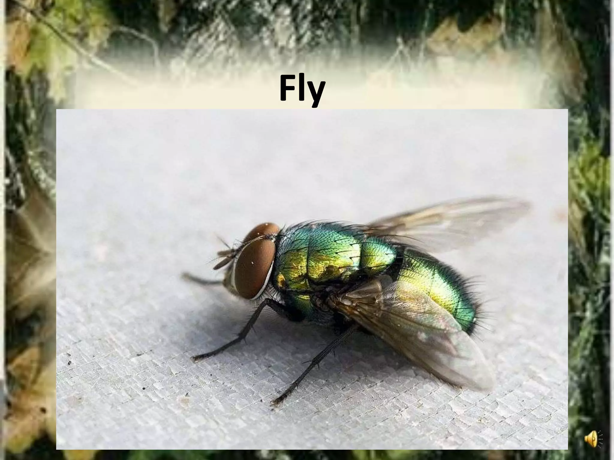 Fly