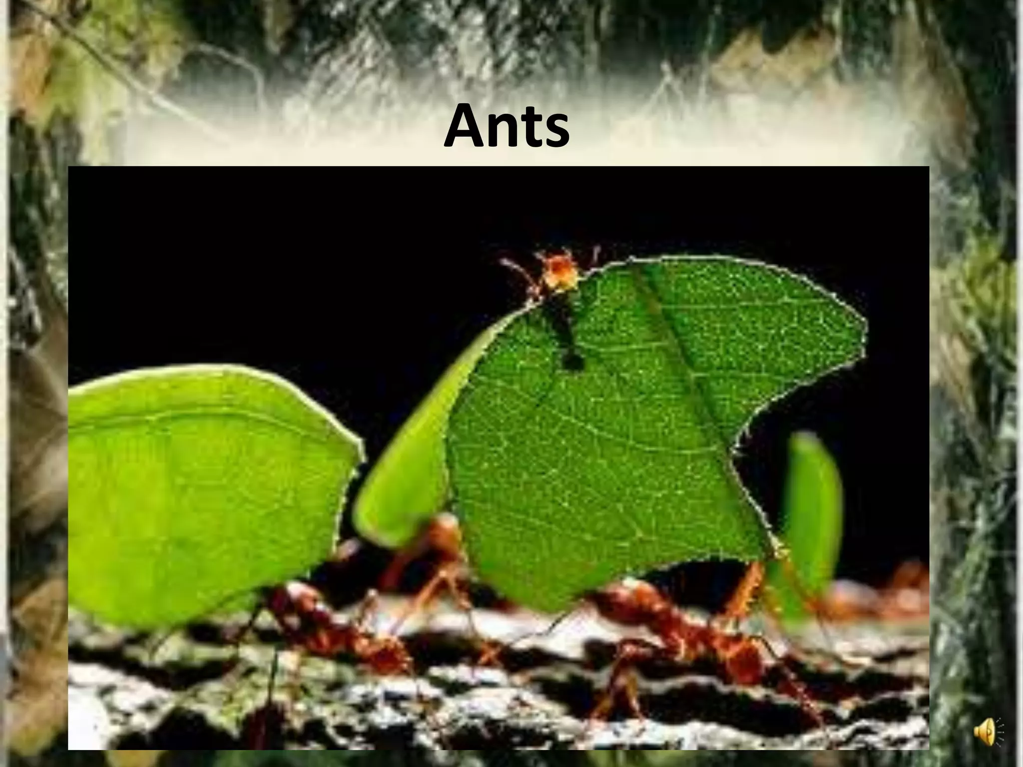 Ants