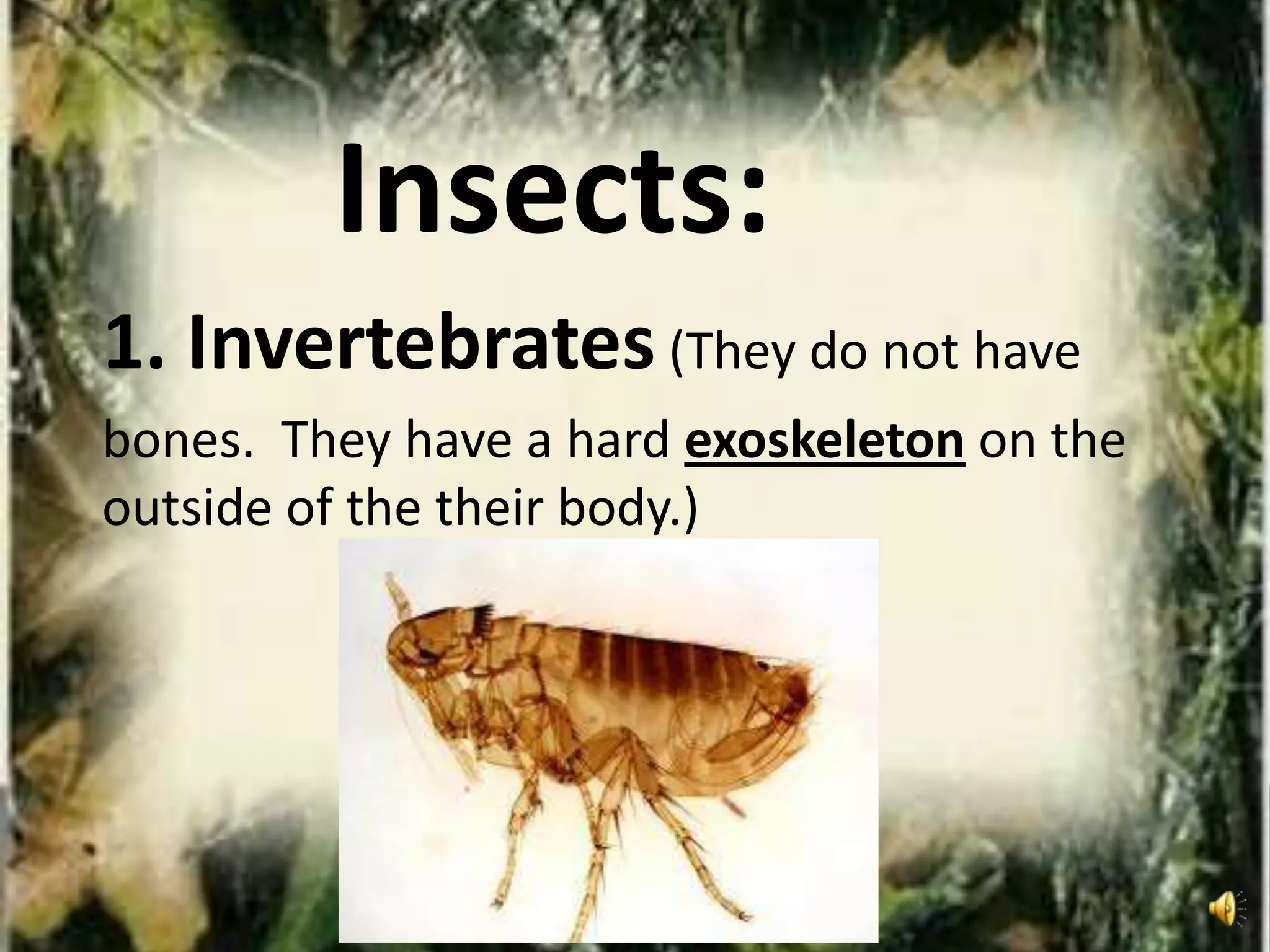 Insects:
1. Invertebrates (They do not have
bones. They have a hard exoskeleton on the
outside of the their body.)