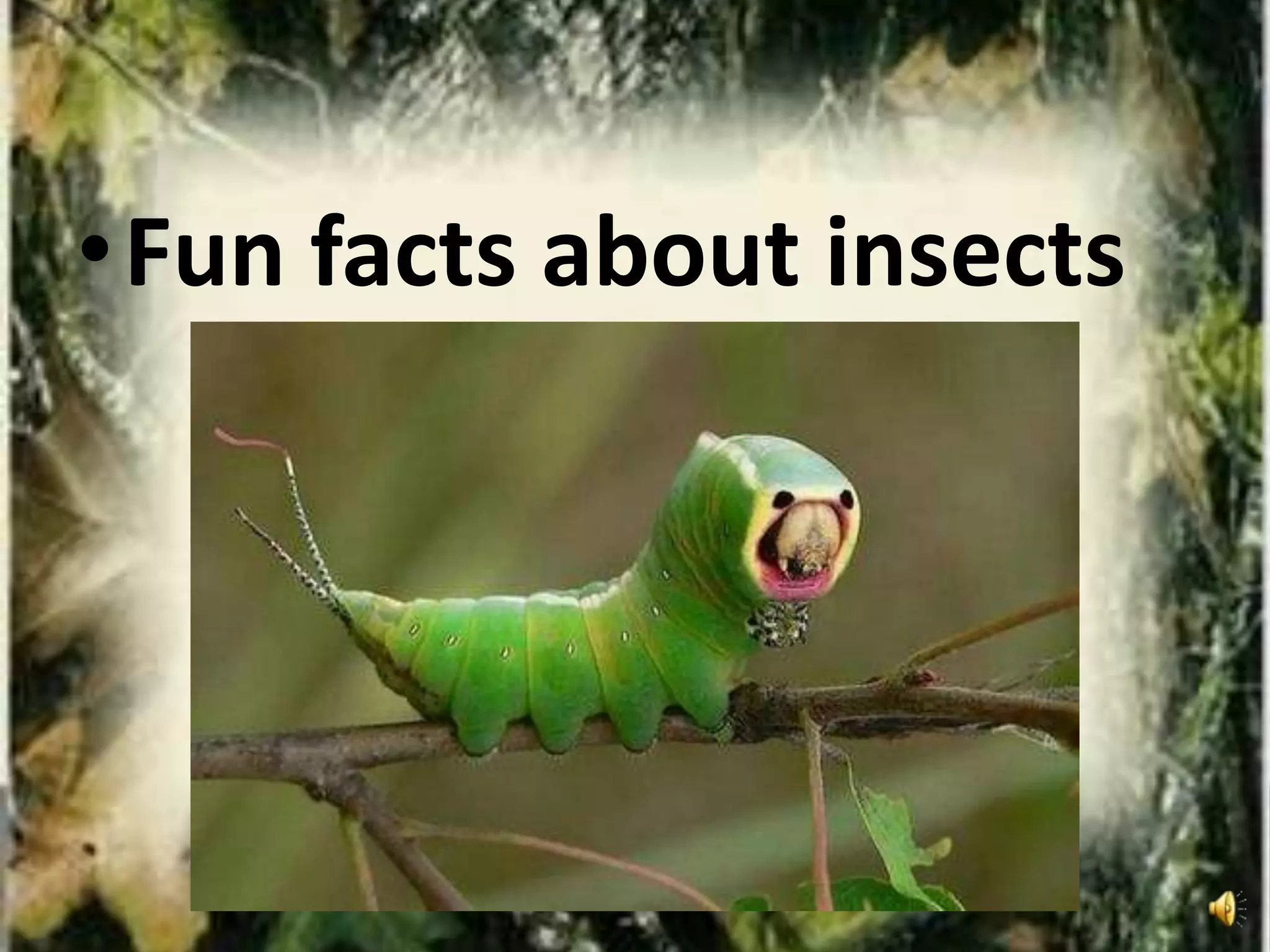 •Fun facts about insects