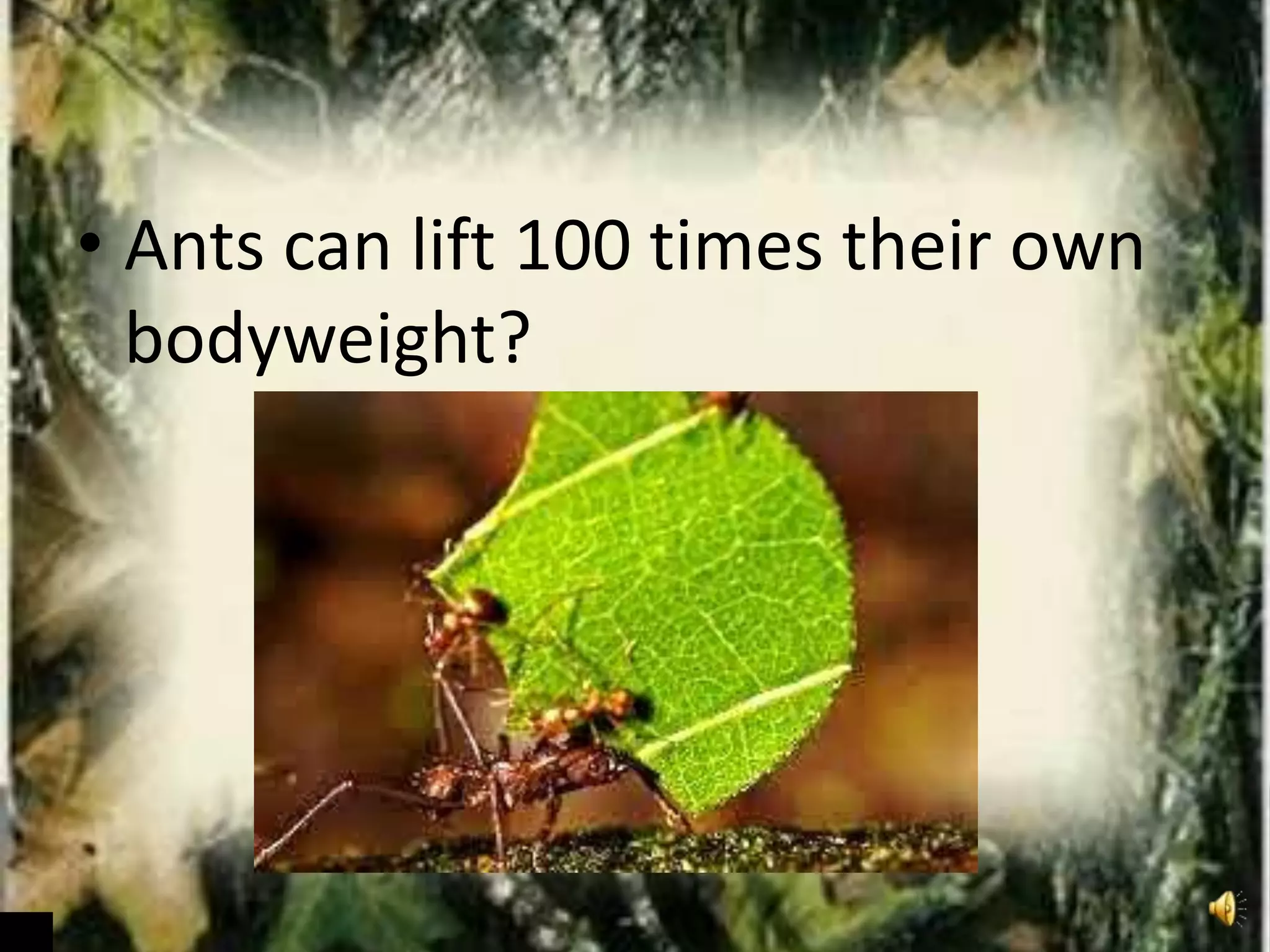 • Ants can lift 100 times their own
bodyweight?