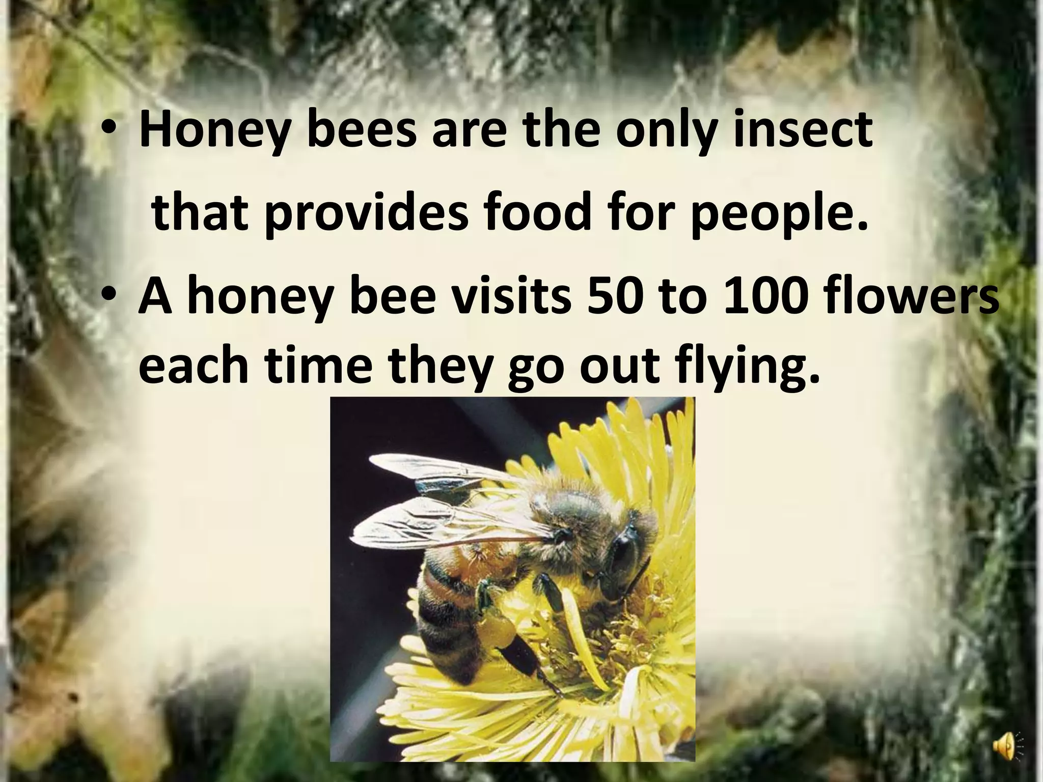 • Honey bees are the only insect
that provides food for people.
• A honey bee visits 50 to 100 flowers
each time they go out flying.