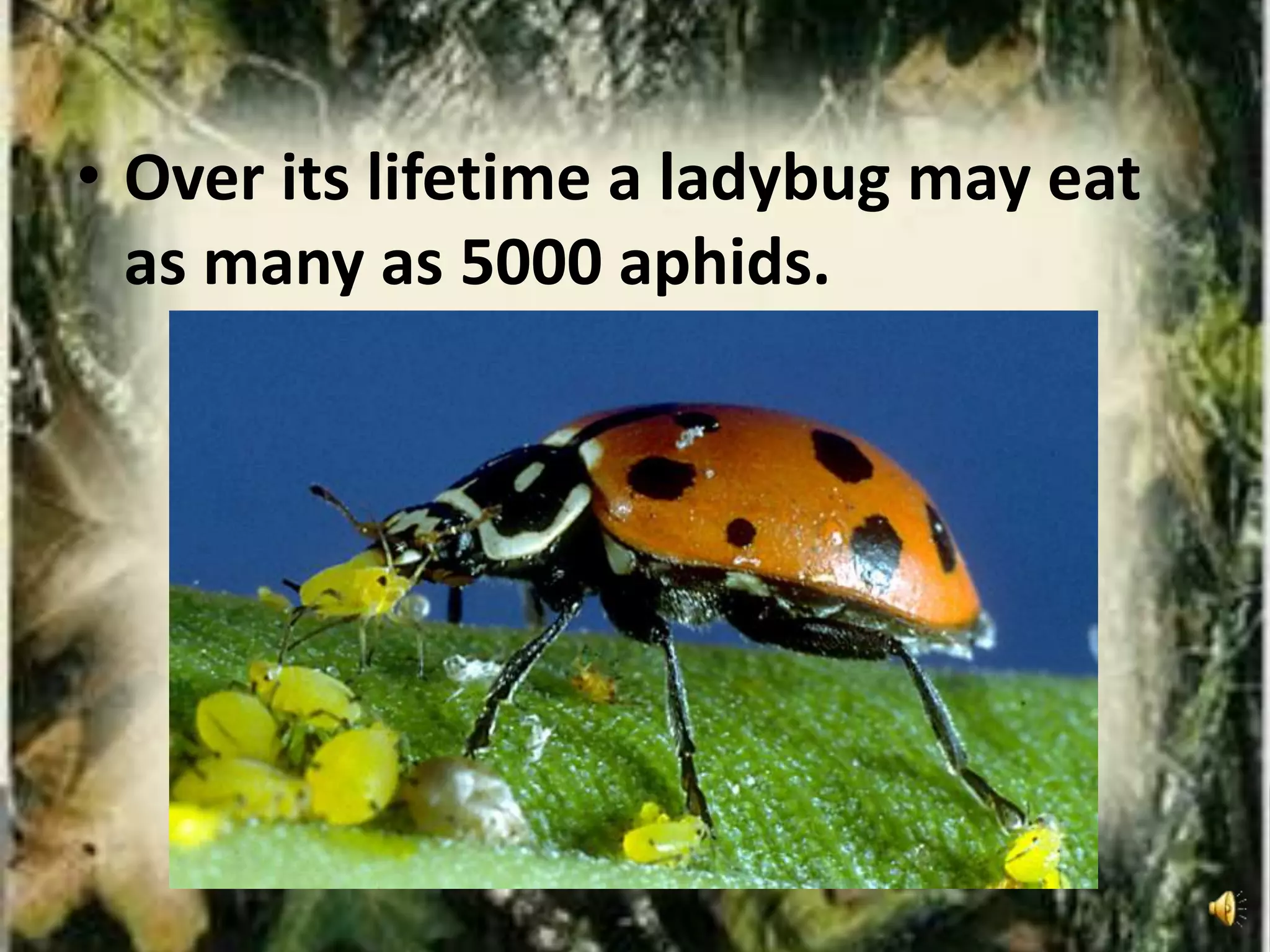 • Over its lifetime a ladybug may eat
as many as 5000 aphids.