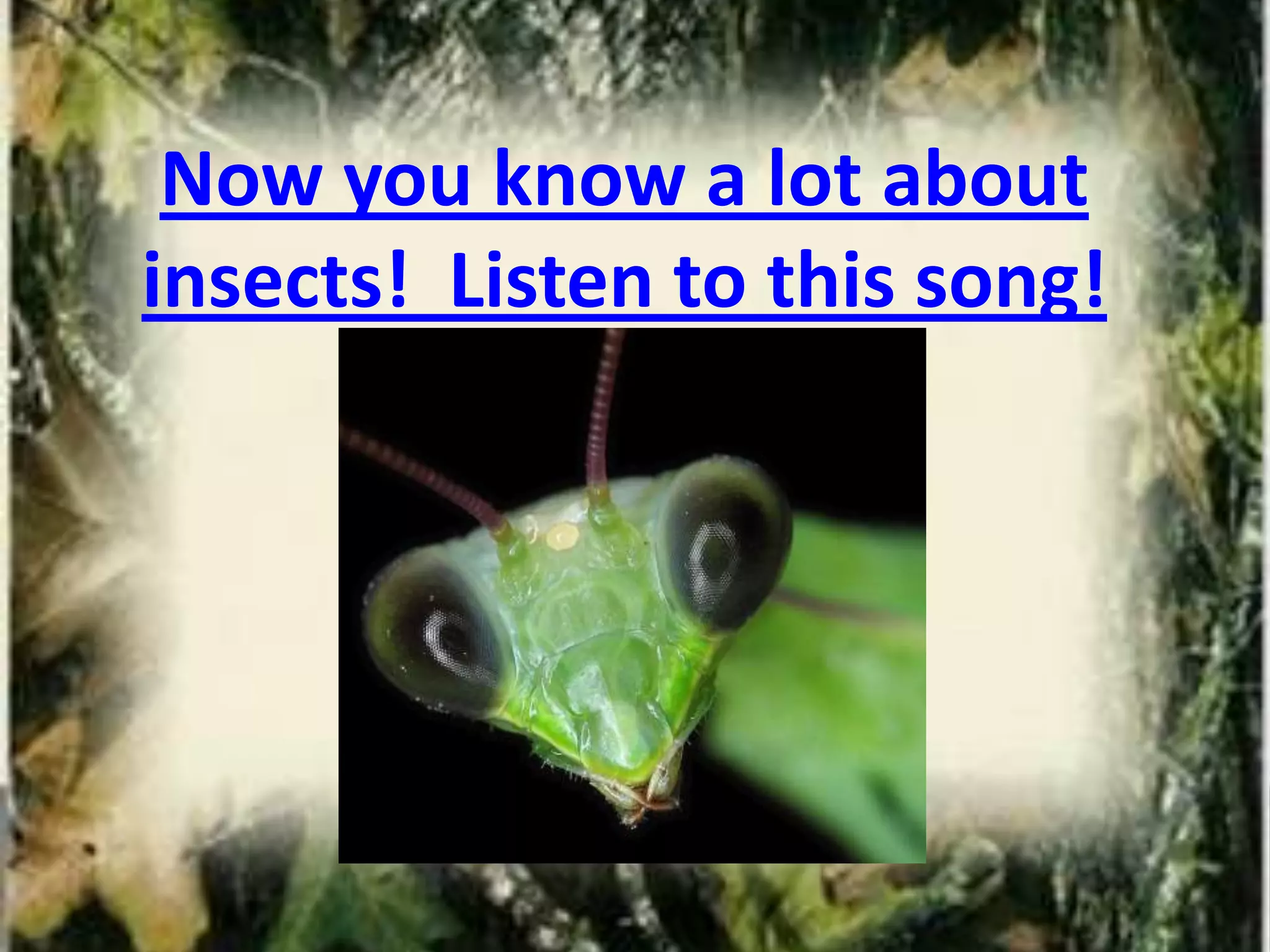 Now you know a lot about
insects! Listen to this song!