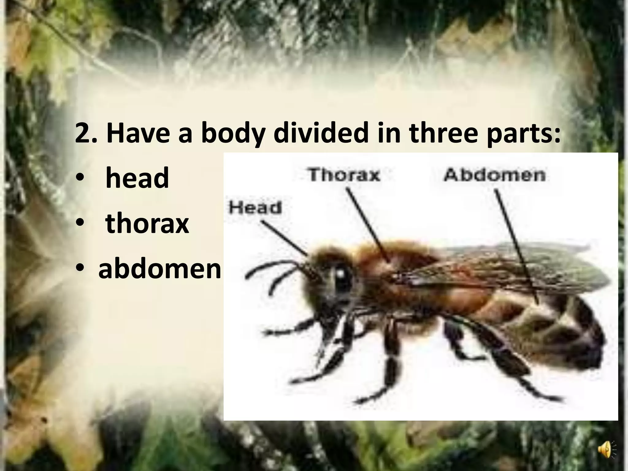 2. Have a body divided in three parts:
• head
• thorax
• abdomen