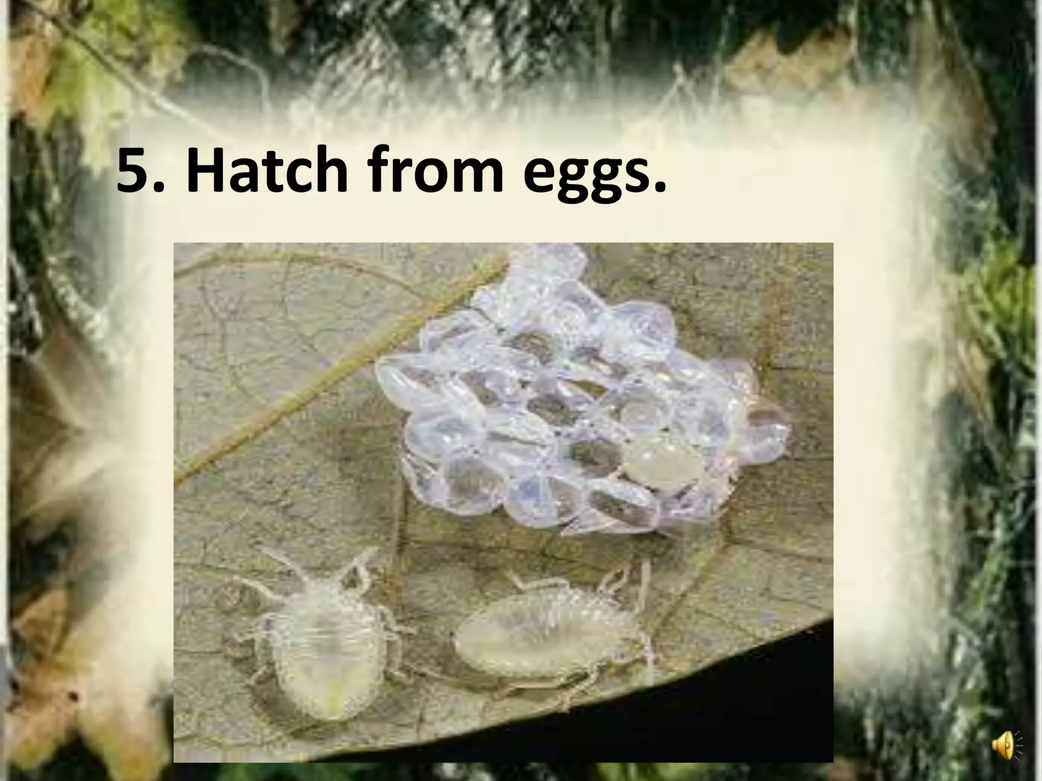 5. Hatch from eggs.