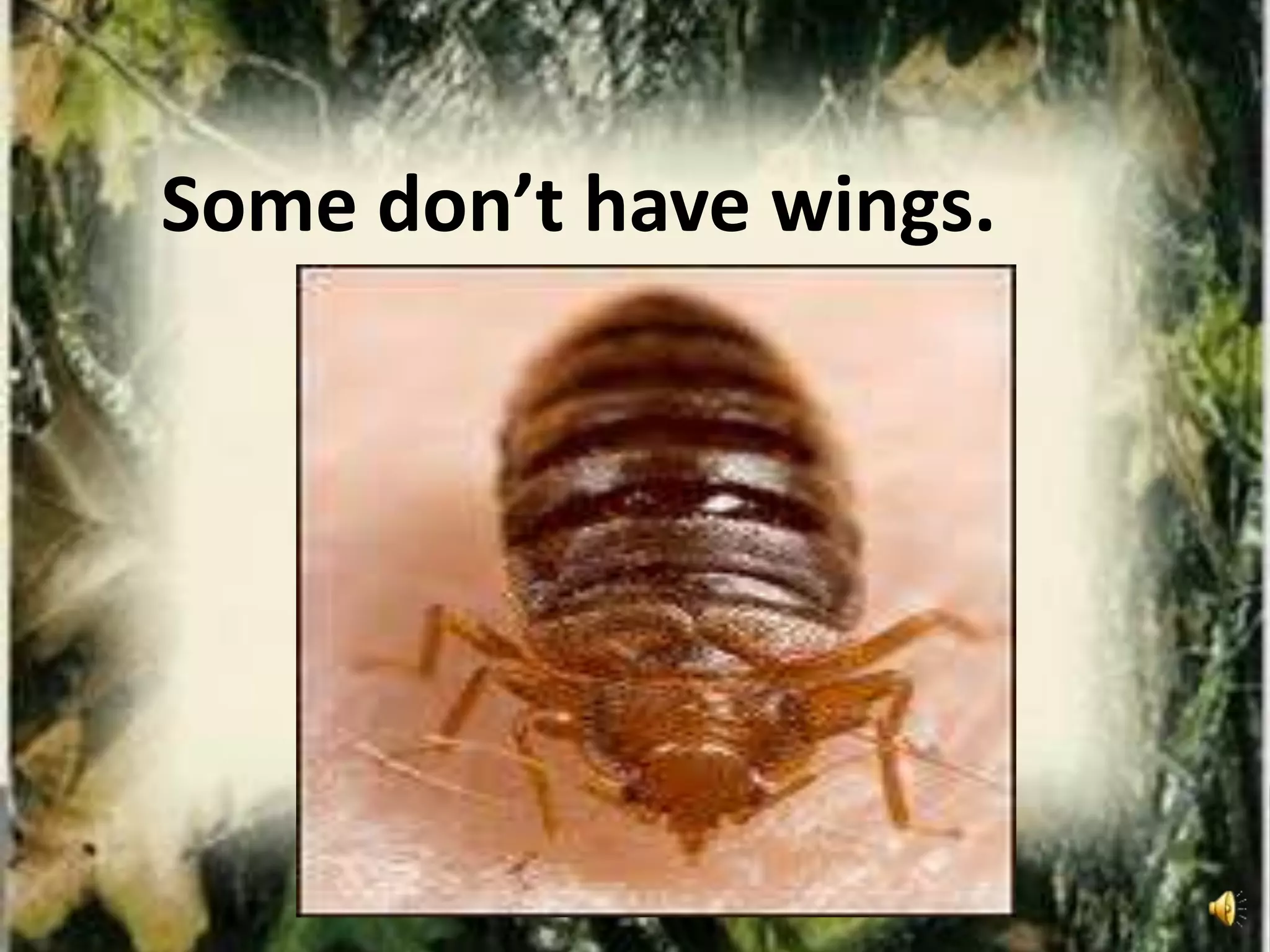 Some don’t have wings.