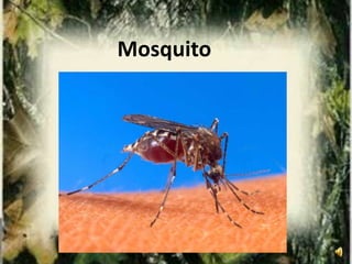 Insects - An Introduction for First Grade | PPTX