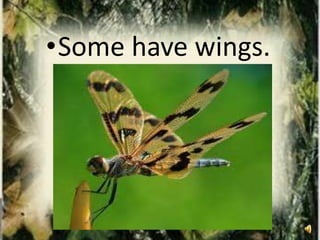 Insects - An Introduction for First Grade | PPTX
