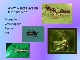 WHAT INSECTS LIVE ON
  THE GROUND?

Mosquito
Grasshopper
Beetle
Ant
 