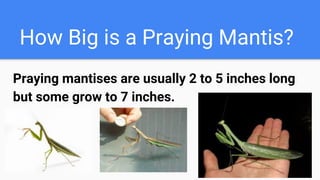 Insects and arachnids | PDF