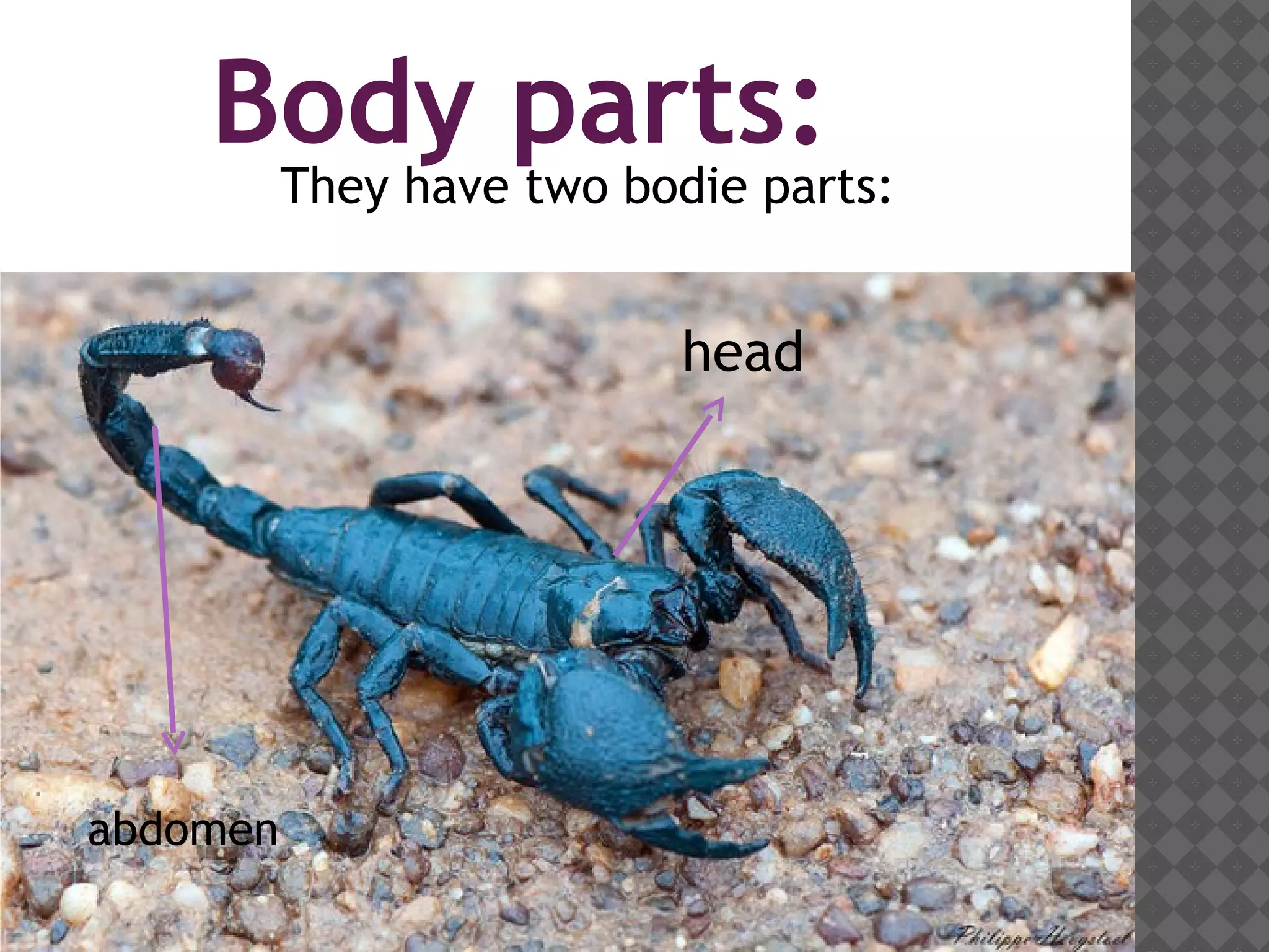 Body parts:
They have two bodie parts:
head
abdomen