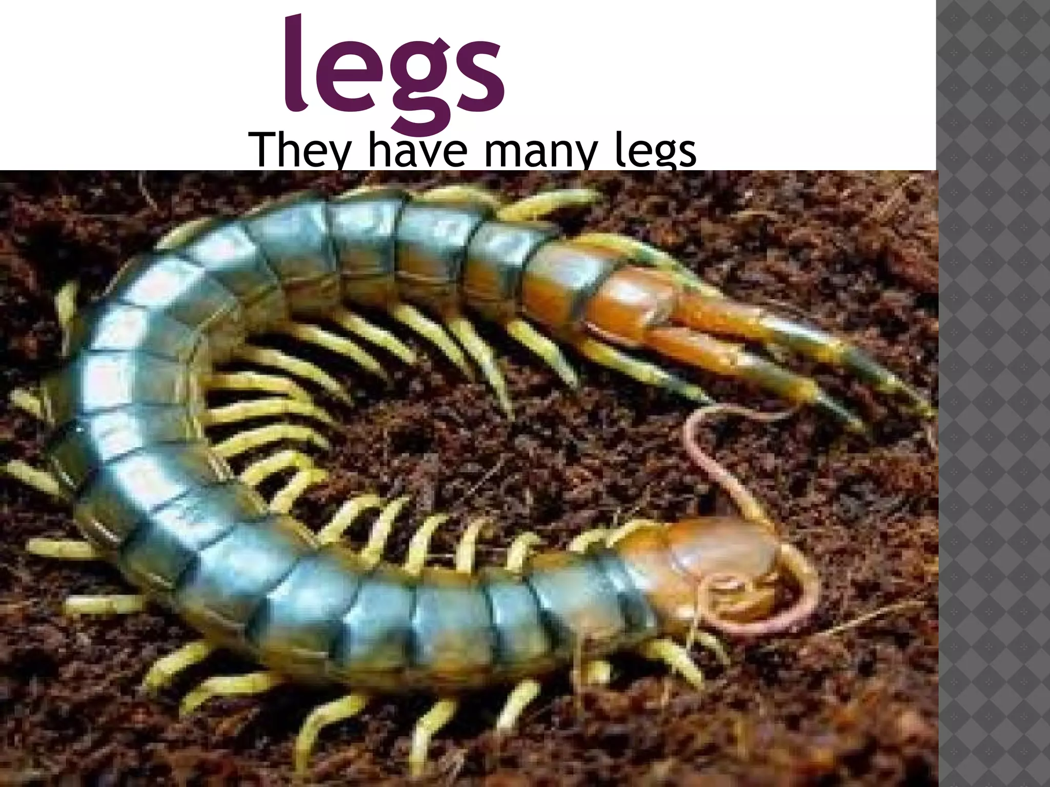 legsThey have many legs